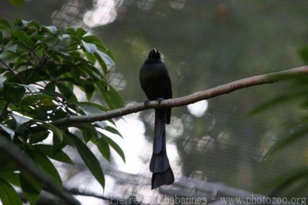 Racket-tailed treepie