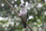 Green imperial-pigeon
