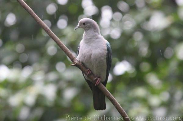 Green imperial-pigeon