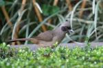 Masked laughing-thrush