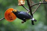 Yellow-faced myna