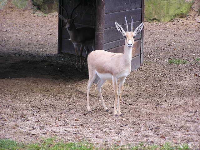 Slender-horned gazelle