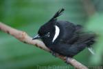 Crested jay *