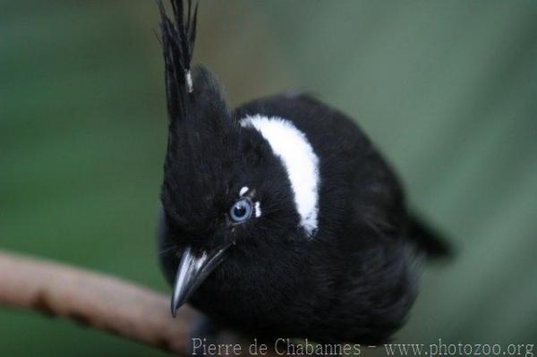 Crested jay *