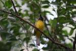 Black-crested bulbul