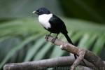 White-necked myna