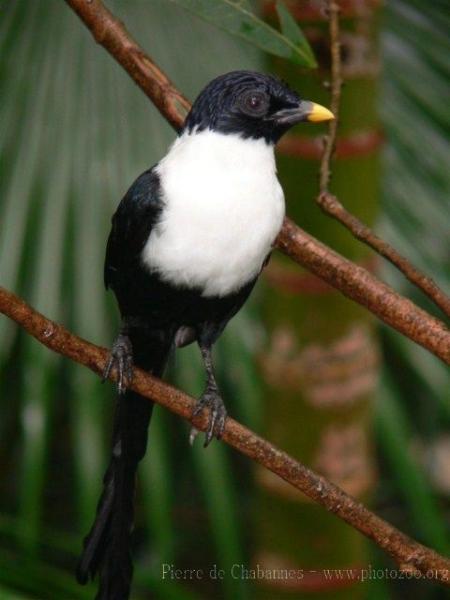 White-necked myna