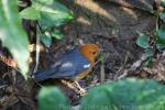 Orange-headed thrush *