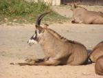 Roan antelope