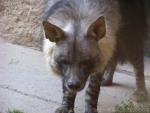 Brown hyena *