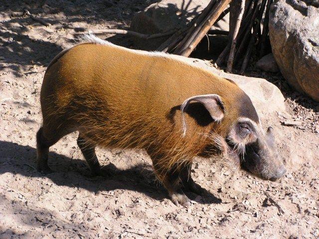 Red river hog