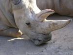 Northern white rhinoceros