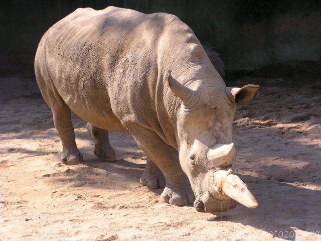 Northern white rhinoceros