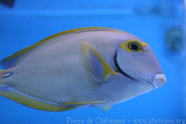 Eyestripe surgeonfish