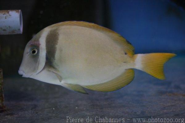 Whitebar surgeonfish