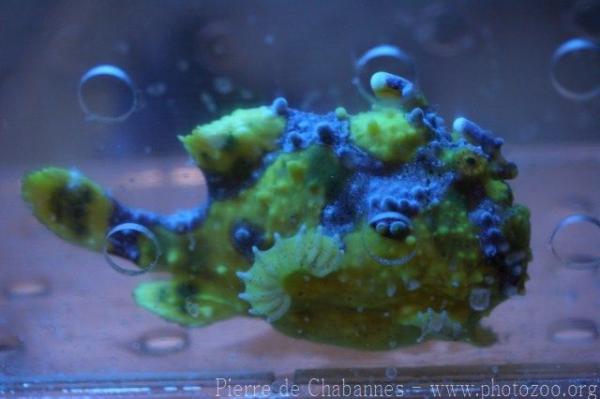 Warty frogfish