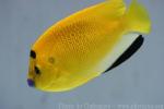 Threespot angelfish