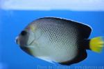 Yellowtail angelfish