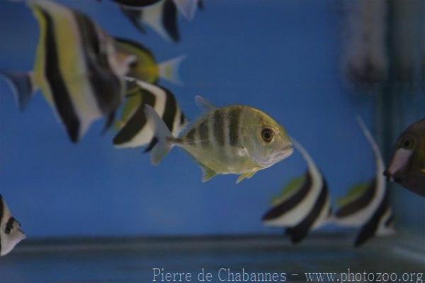 Malabar trevally