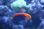 Orangeback angelfish