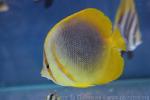 Golden butterflyfish