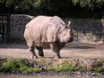 Indian rhinoceros