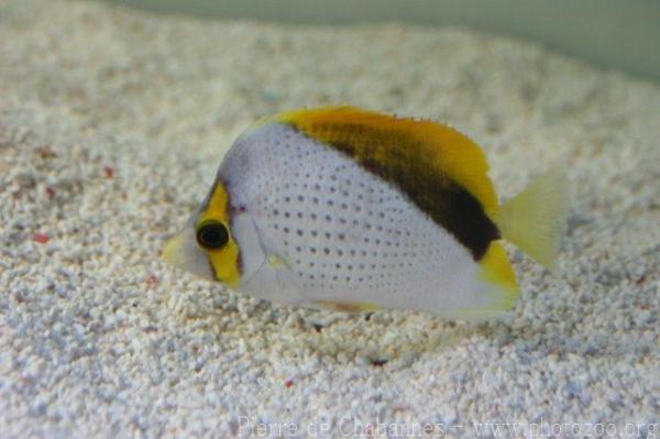 Marquesas butterflyfish