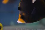 Black butterflyfish