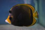 Black butterflyfish