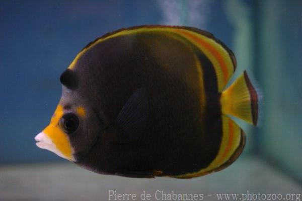 Black butterflyfish