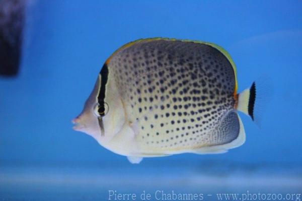 Peppered butterflyfish