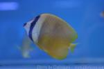 Sunburst butterflyfish