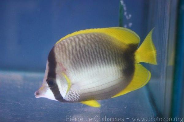 Somali butterflyfish