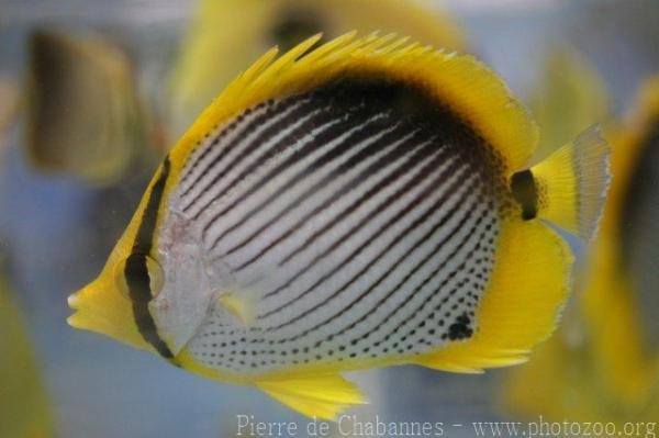 Blackback butterflyfish