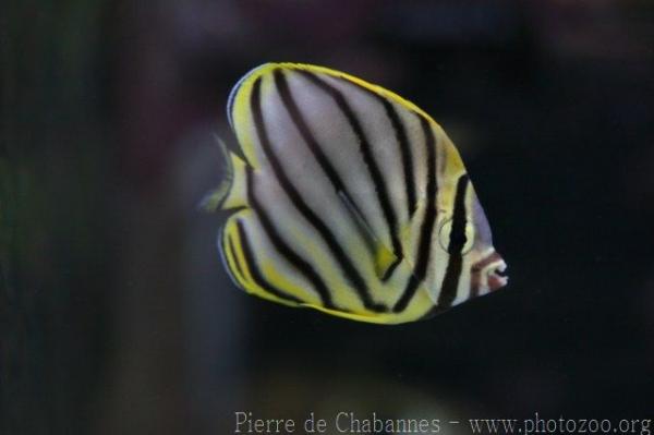 Scrawled butterflyfish