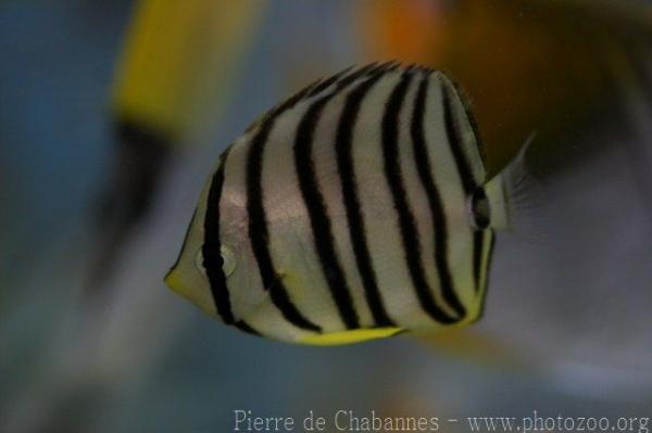 Eightband butterflyfish