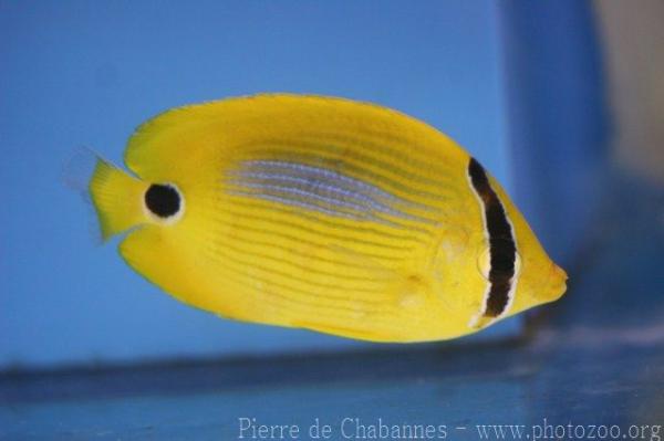 Blueblotch butterflyfish