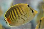 Spotband butterflyfish