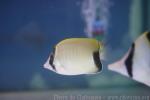 Reef butterflyfish