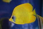 Bluecheek butterflyfish