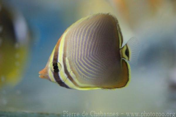 Western triangular butterflyfish