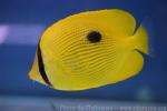 Zanzibar butterflyfish