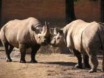 Eastern black rhinoceros