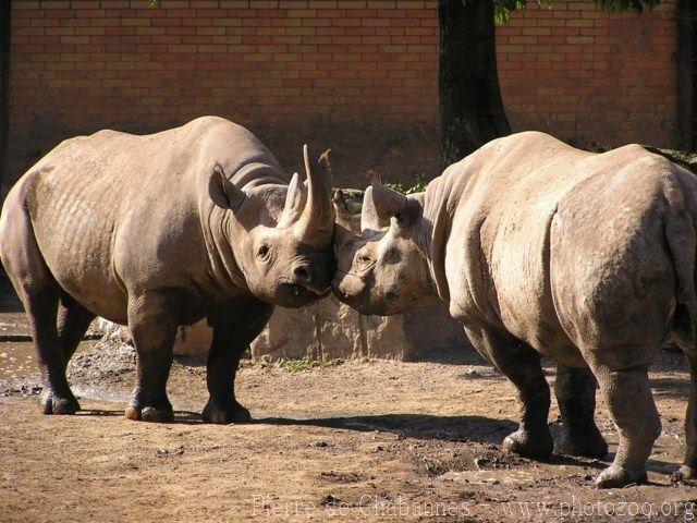 Eastern black rhinoceros