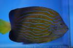 Bluestriped angelfish