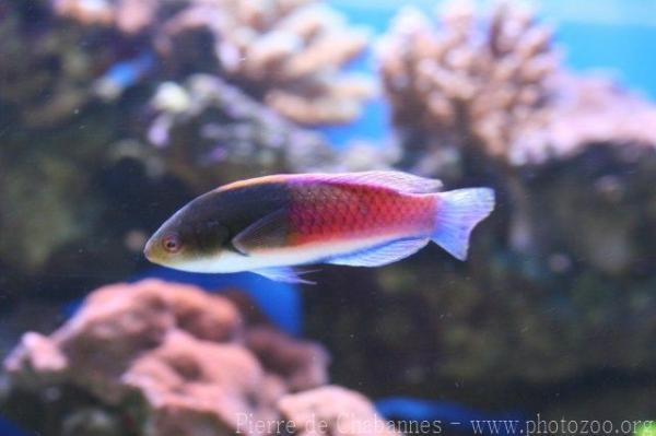 Blueside wrasse