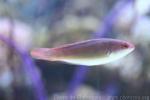 Threadfin wrasse