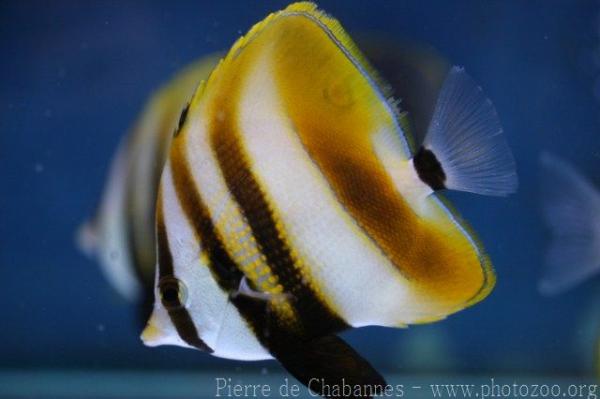 Highfin coralfish