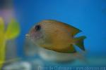 Twospot surgeonfish