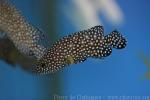 White-streaked grouper